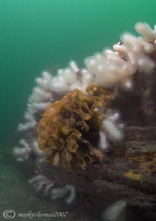 Hornwrack amongst feeding Dead Men's Fingers.
Udder Rock... by Mark Thomas 